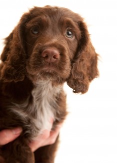 Hearing Dogs for Deaf People